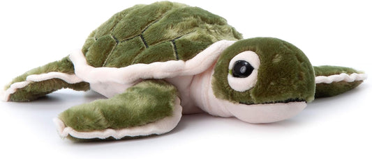 Hatchling Sea Turtle
